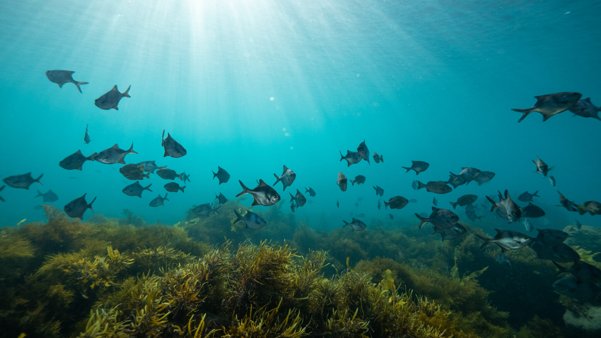 News global ocean observing system